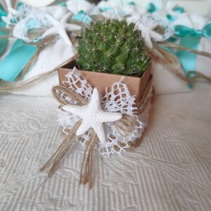 Bomboniera con piantine grasse green con stella marina